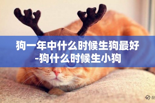 狗一年中什么時候生狗最好-狗什么時候生小狗