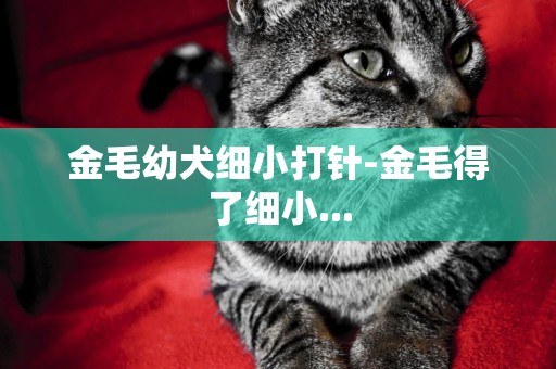 金毛幼犬細小打針-金毛得了細小...