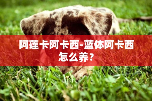 阿蓮卡阿卡西-藍體阿卡西怎么養？