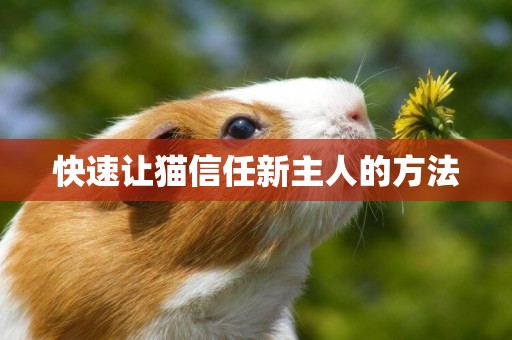 快速讓貓信任新主人的方法