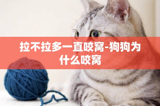 拉不拉多一直咬窩-狗狗為什么咬窩