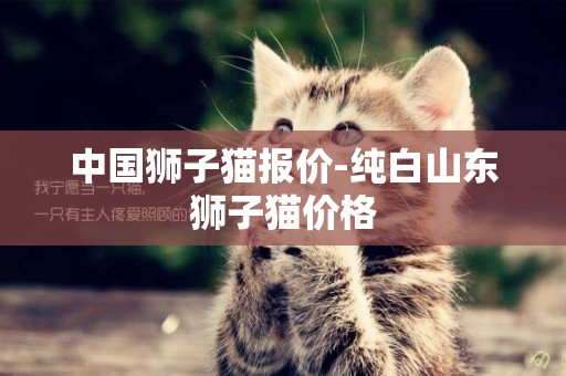 中國獅子貓報價-純白山東獅子貓價格