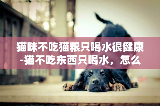 貓咪不吃貓糧只喝水很健康-貓不吃東西只喝水，怎么回事