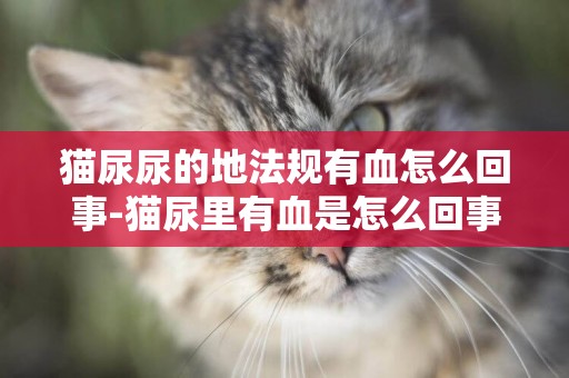 貓尿尿的地法規有血怎么回事-貓尿里有血是怎么回事
