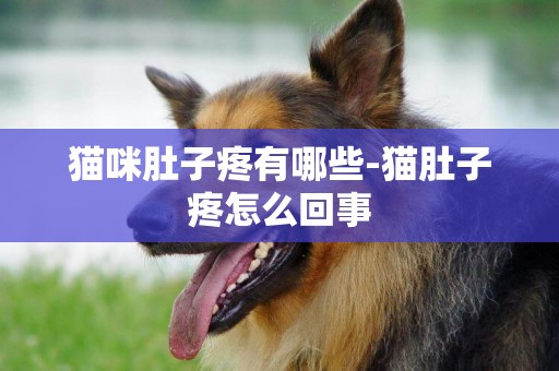 貓咪肚子疼有哪些-貓肚子疼怎么回事