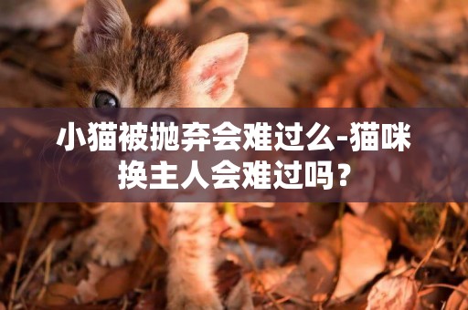 小貓被拋棄會難過么-貓咪換主人會難過嗎？