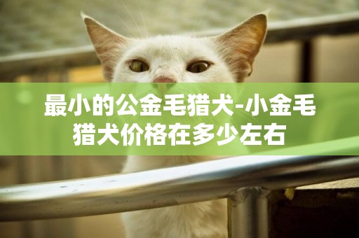 最小的公金毛獵犬-小金毛獵犬價格在多少左右