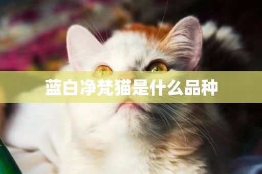 藍白凈梵貓是什么品種