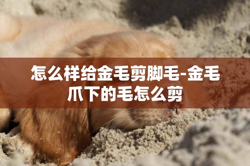 怎么樣給金毛剪腳毛-金毛爪下的毛怎么剪