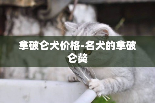拿破侖犬價格-名犬的拿破侖獒