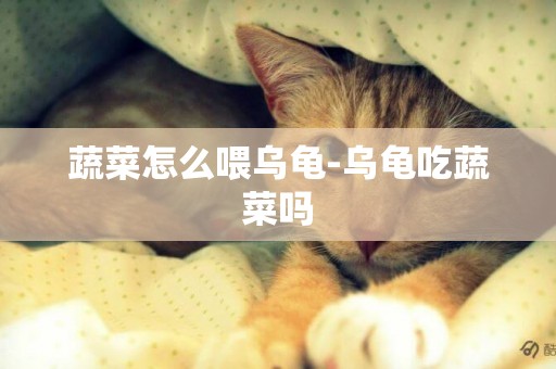 蔬菜怎么喂烏龜-烏龜吃蔬菜嗎