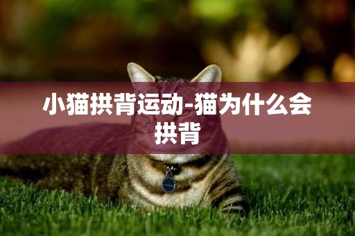 小貓拱背運動-貓為什么會拱背