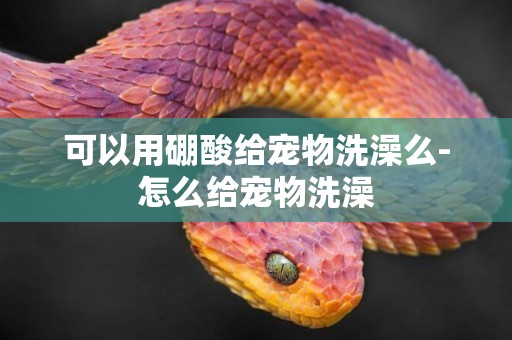 可以用硼酸給寵物洗澡么-怎么給寵物洗澡