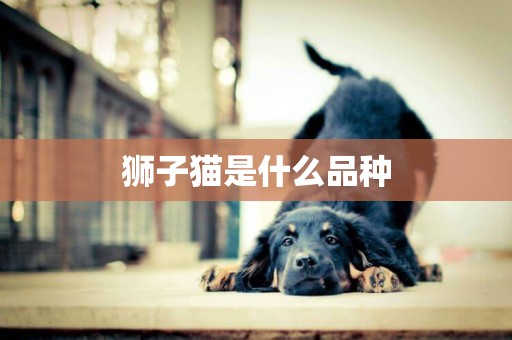 獅子貓是什么品種