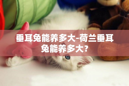垂耳兔能養多大-荷蘭垂耳兔能養多大？