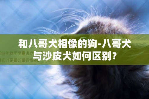 和八哥犬相像的狗-八哥犬與沙皮犬如何區別？