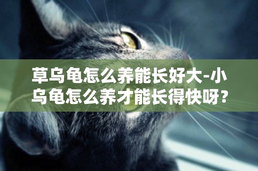 草烏龜怎么養能長好大-小烏龜怎么養才能長得快呀？