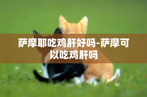 薩摩耶吃雞肝好嗎-薩摩可以吃雞肝嗎