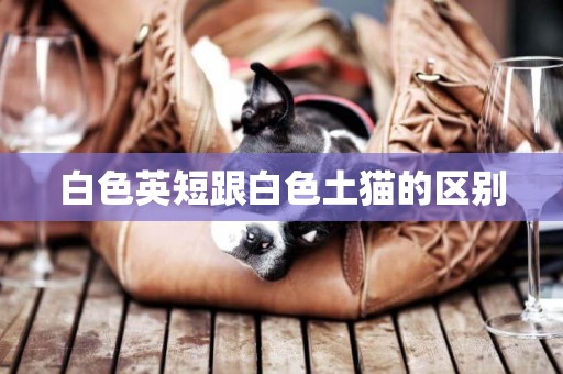 白色英短跟白色土貓的區別