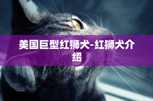 美國巨型紅獅犬-紅獅犬介紹