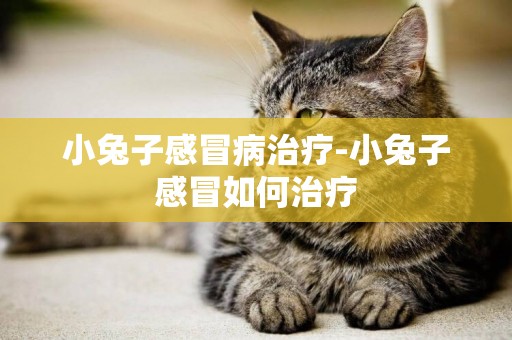 小兔子感冒病治療-小兔子感冒如何治療