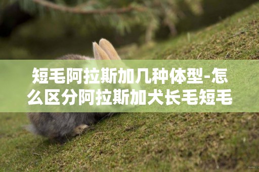 短毛阿拉斯加幾種體型-怎么區分阿拉斯加犬長毛短毛