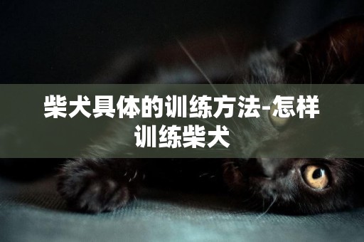 柴犬具體的訓練方法-怎樣訓練柴犬