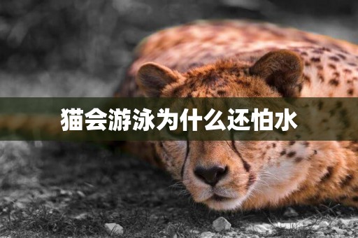 貓會游泳為什么還怕水