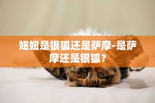 妞妞是銀狐還是薩摩-是薩摩還是銀狐？