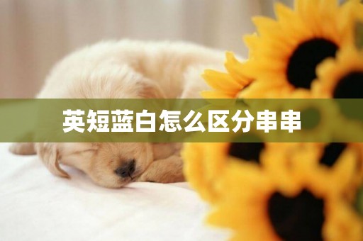英短藍白怎么區分串串
