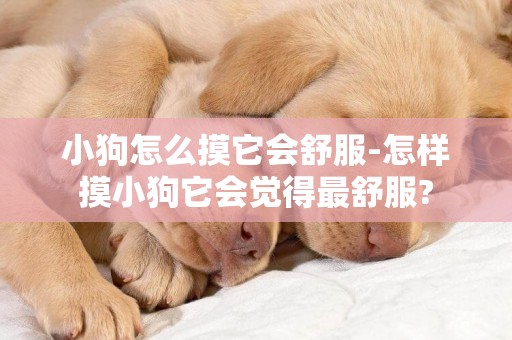 小狗怎么摸它會舒服-怎樣摸小狗它會覺得最舒服?
