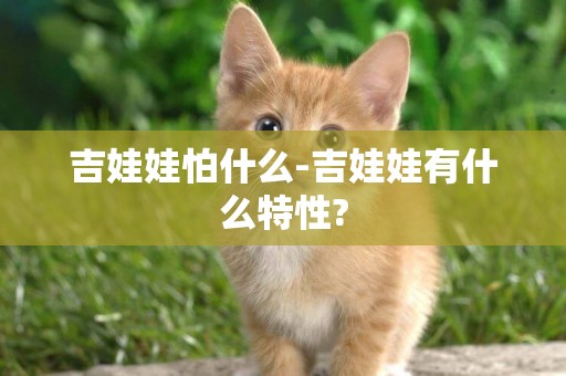 吉娃娃怕什么-吉娃娃有什么特性?