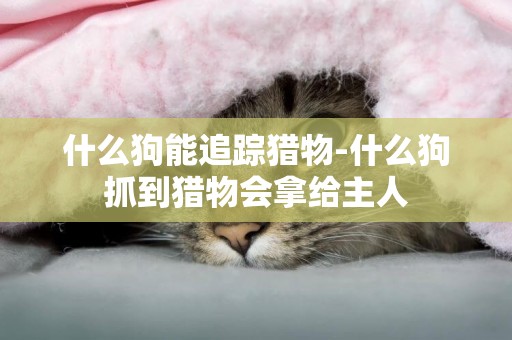 什么狗能追蹤獵物-什么狗抓到獵物會拿給主人