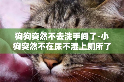 狗狗突然不去洗手間了-小狗突然不在尿不濕上廁所了