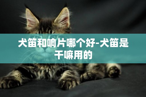 犬笛和響片哪個好-犬笛是干嘛用的