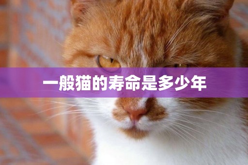 一般貓的壽命是多少年