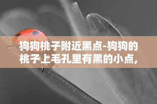 狗狗桃子附近黑點-狗狗的桃子上毛孔里有黑的小點,不是知道是什么
