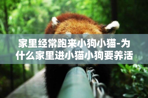 家里經常跑來小狗小貓-為什么家里進小貓小狗要養活