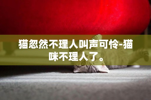 貓忽然不理人叫聲可憐-貓咪不理人了。