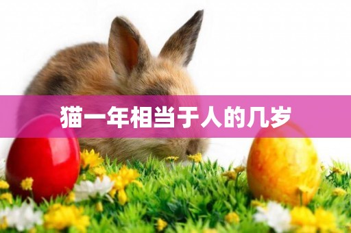 貓一年相當于人的幾歲