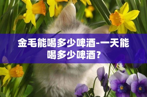 金毛能喝多少啤酒-一天能喝多少啤酒？