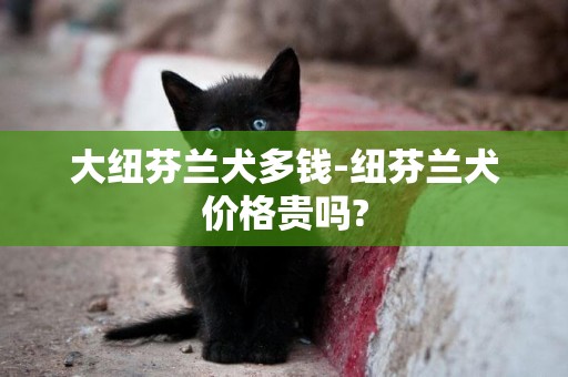 大紐芬蘭犬多錢-紐芬蘭犬價格貴嗎?