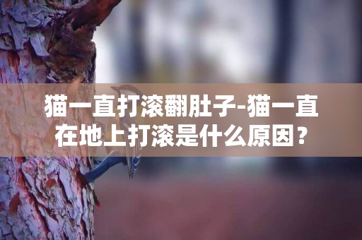 貓一直打滾翻肚子-貓一直在地上打滾是什么原因？