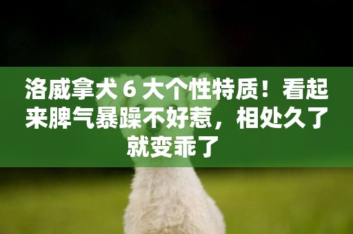 洛威拿犬６大個性特質！看起來脾氣暴躁不好惹，相處久了就變乖了 