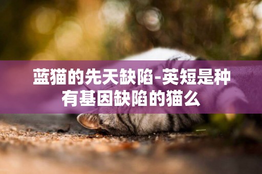 藍貓的先天缺陷-英短是種有基因缺陷的貓么