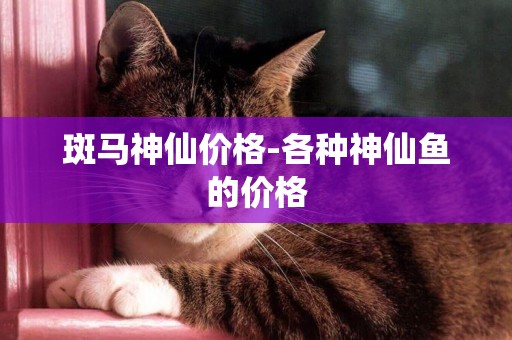 斑馬神仙價格-各種神仙魚的價格