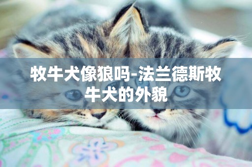 牧牛犬像狼嗎-法蘭德斯牧牛犬的外貌