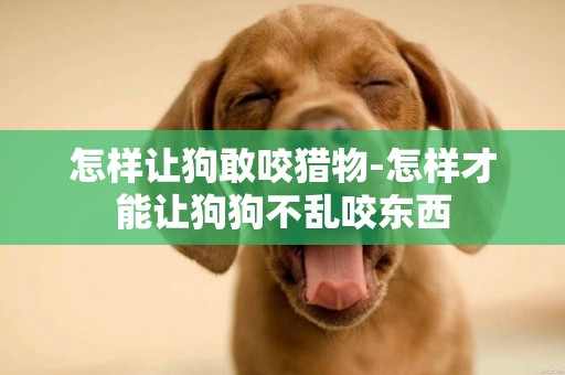 怎樣讓狗敢咬獵物-怎樣才能讓狗狗不亂咬東西