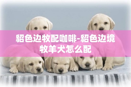 貂色邊牧配咖啡-貂色邊境牧羊犬怎么配