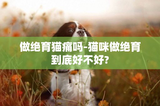做絕育貓痛嗎-貓咪做絕育到底好不好?